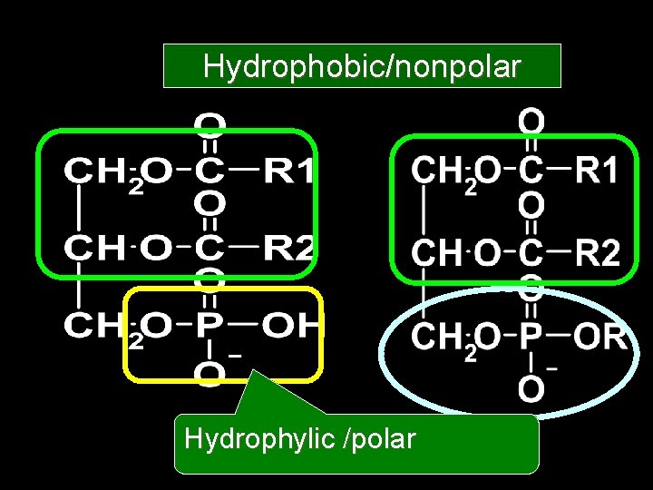 Hydrophobic/nonpolar Hydrophylic /polar 
