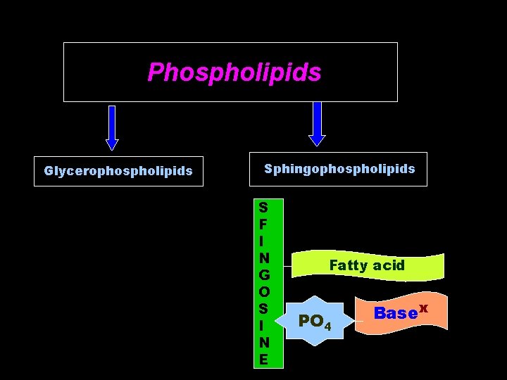 Phospholipids Glycerophospholipids Sphingophospholipids S F I N G O S I N E Fatty