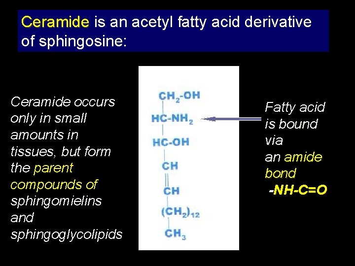 Ceramide is an acetyl fatty acid derivative of sphingosine: Ceramide occurs only in small