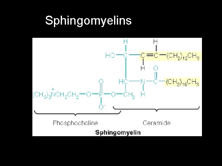 Sphingomyelins 
