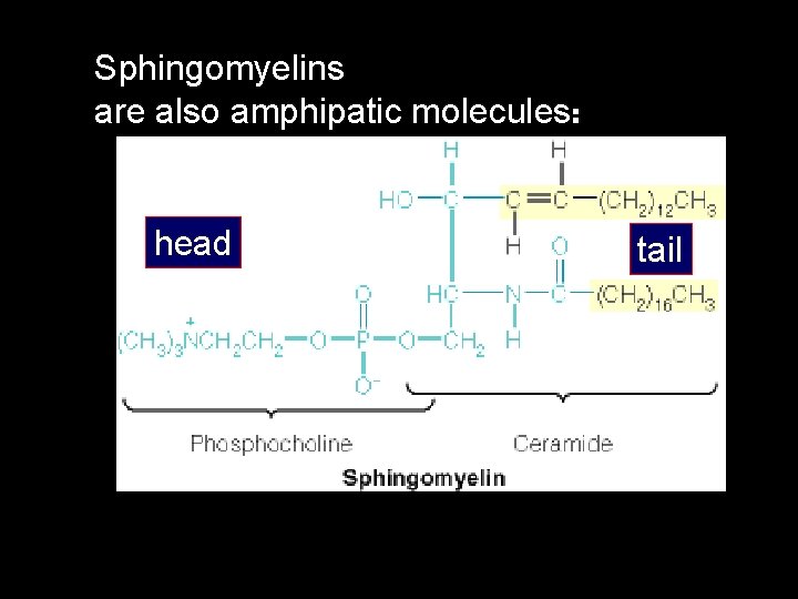 Sphingomyelins are also amphipatic molecules: head tail 
