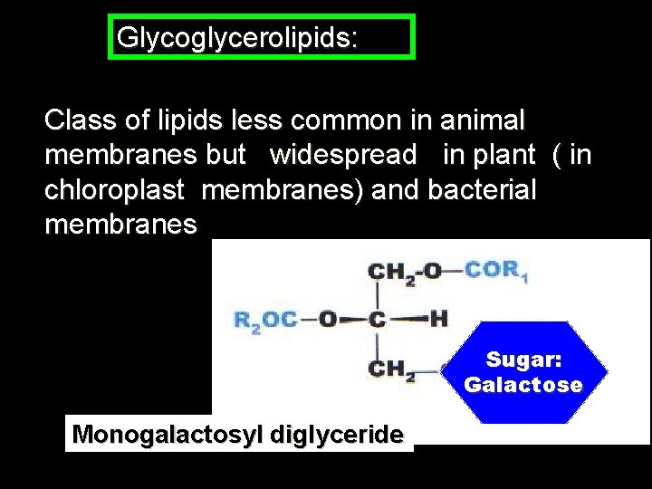 Glycoglycerolipids: Class of lipids less common in animal membranes but widespread in plant (