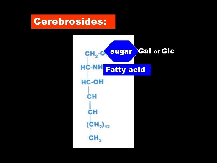 Cerebrosides: sugar Gal Fatty acid or Glc 
