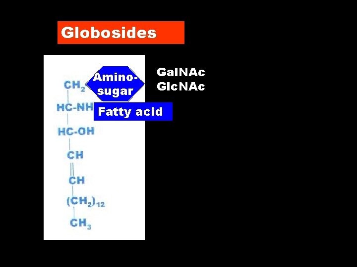 Globosides Aminosugar Gal. NAc Glc. NAc Fatty acid 