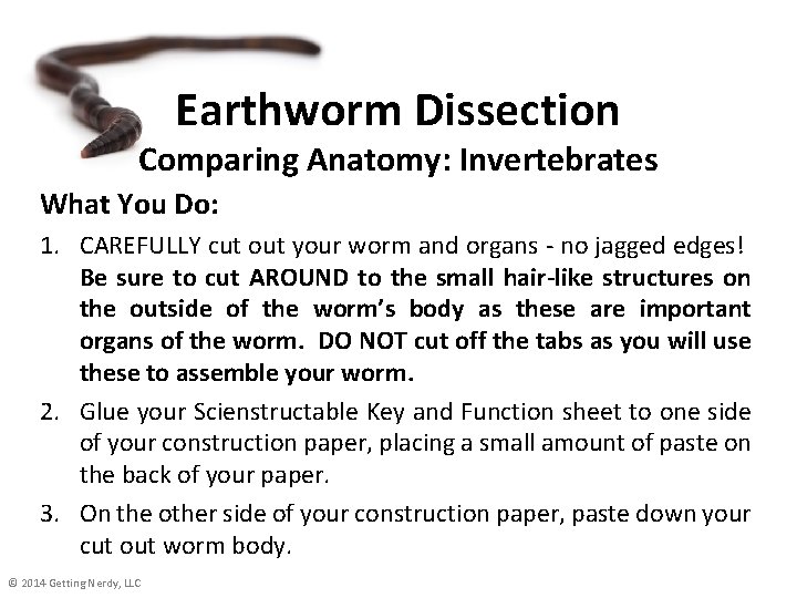 Earthworm Dissection Comparing Anatomy: Invertebrates What You Do: 1. CAREFULLY cut out your worm