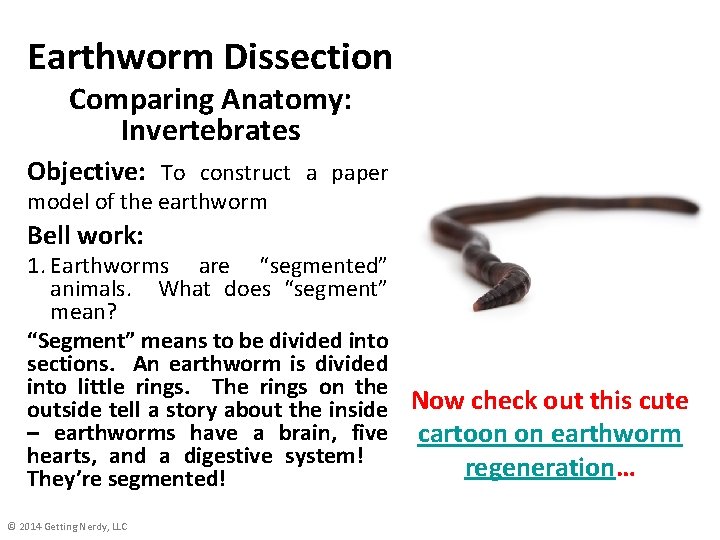 Earthworm Dissection Comparing Anatomy: Invertebrates Objective: To construct a paper model of the earthworm