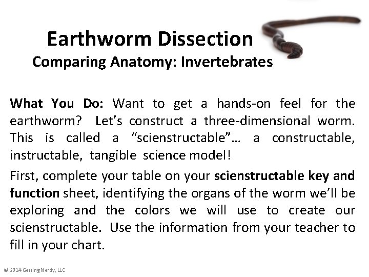 Earthworm Dissection Comparing Anatomy: Invertebrates What You Do: Want to get a hands-on feel