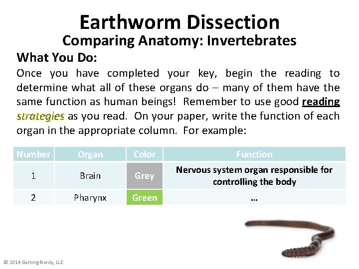 Earthworm Dissection Comparing Anatomy: Invertebrates What You Do: Once you have completed your key,