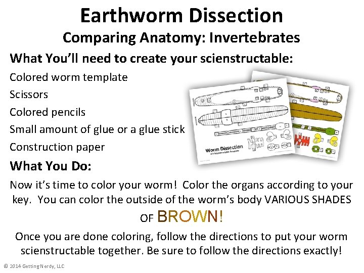 Earthworm Dissection Comparing Anatomy: Invertebrates What You’ll need to create your scienstructable: Colored worm