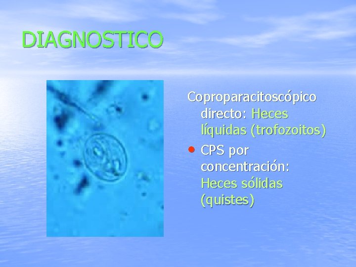 DIAGNOSTICO Coproparacitoscópico directo: Heces líquidas (trofozoitos) • CPS por concentración: Heces sólidas (quistes) 