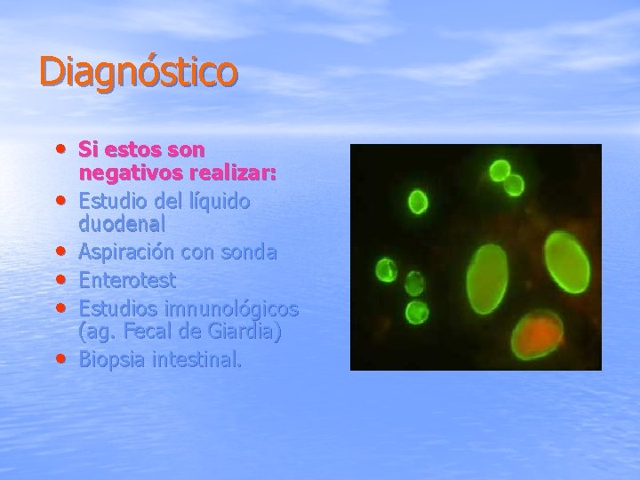 Diagnóstico • Si estos son • • • negativos realizar: Estudio del líquido duodenal