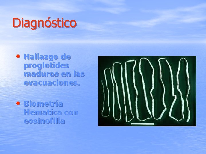 Diagnóstico • Hallazgo de proglotides maduros en las evacuaciones. • Biometría Hematica con eosinofilia