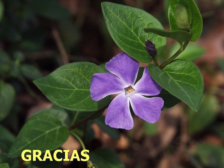 GRACIAS 