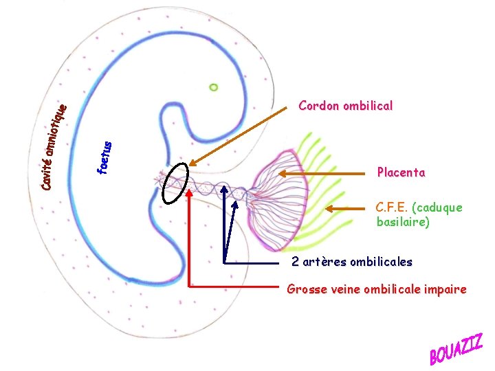 Cordon ombilical Placenta C. F. E. (caduque basilaire) 2 artères ombilicales Grosse veine ombilicale