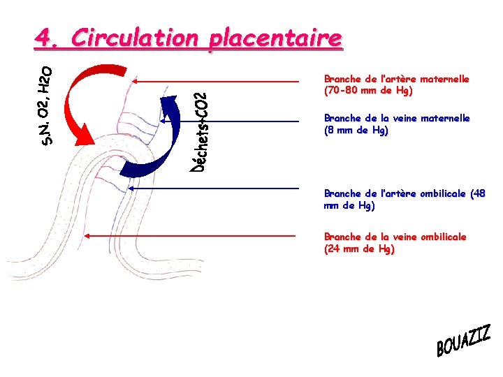4. Circulation placentaire Branche de l’artère maternelle (70 -80 mm de Hg) Branche de
