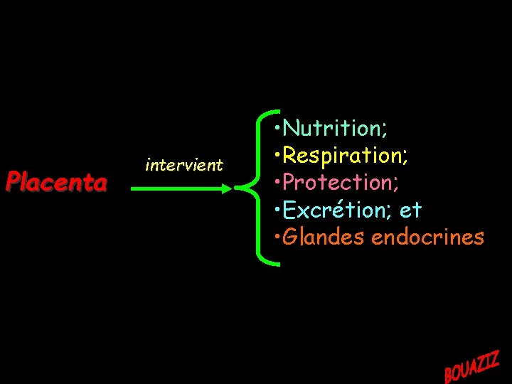 Placenta intervient • Nutrition; • Respiration; • Protection; • Excrétion; et • Glandes endocrines