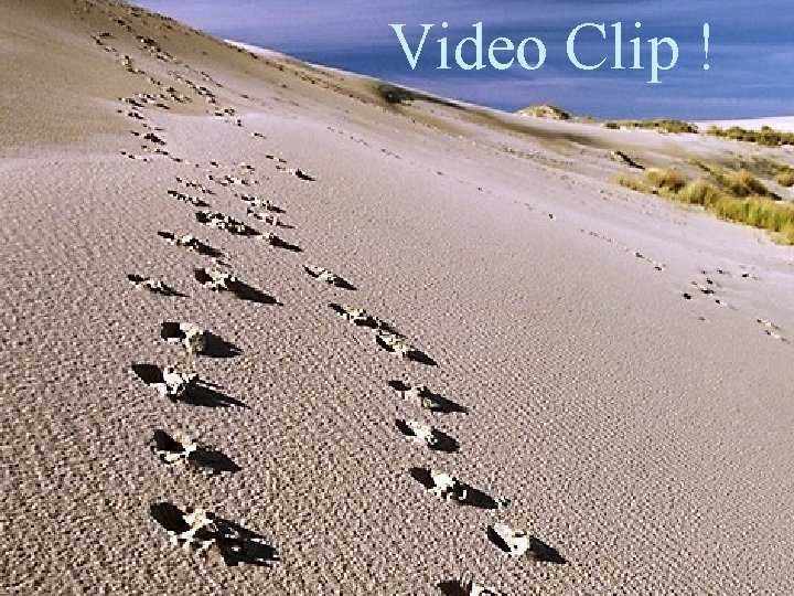 Video Clip ! 