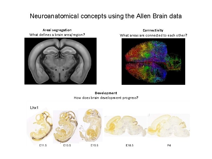 Neuroanatomical concepts using the Allen Brain data Areal segregation What defines a brain area/region?