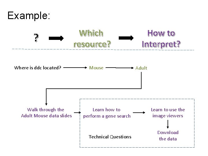 Example: ? Where is ddc located? Walk through the Adult Mouse data slides Which
