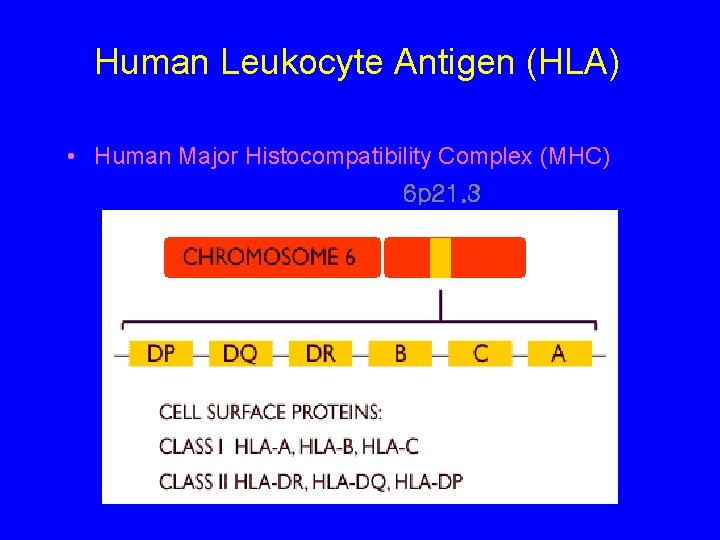 Human Leukocyte Antigen (HLA) • Human Major Histocompatibility Complex (MHC) 6 p 21. 3