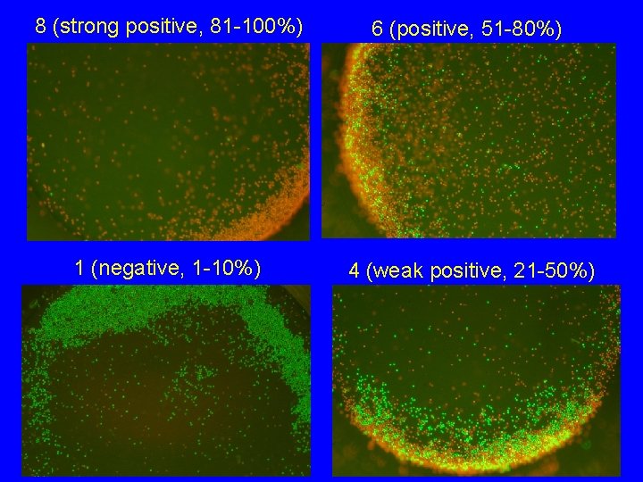 8 (strong positive, 81 -100%) 6 (positive, 51 -80%) 1 (negative, 1 -10%) 4