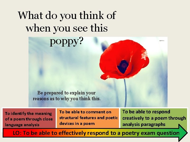 What do you think of when you see this poppy? Be prepared to explain