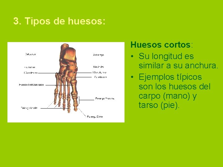 3. Tipos de huesos: Huesos cortos: • Su longitud es similar a su anchura.