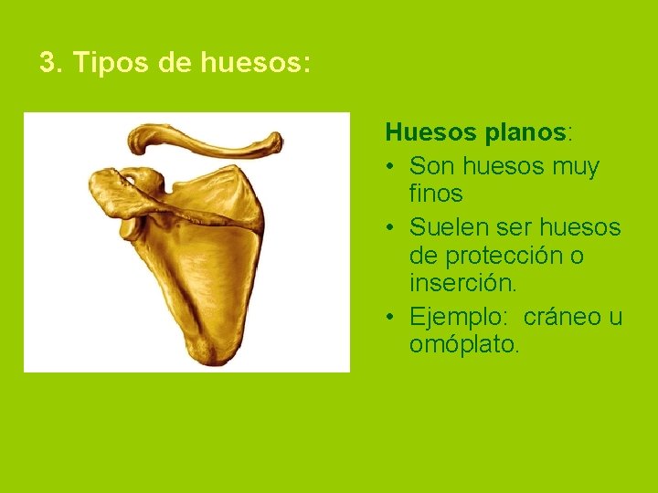 3. Tipos de huesos: Huesos planos: • Son huesos muy finos • Suelen ser