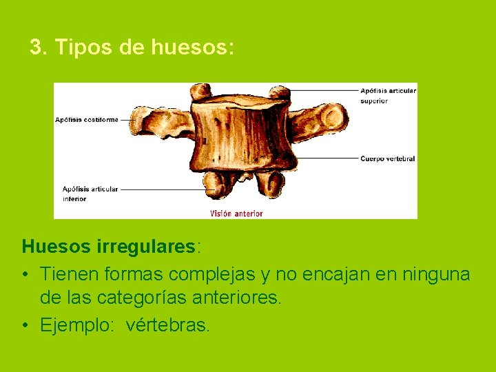 3. Tipos de huesos: Huesos irregulares: • Tienen formas complejas y no encajan en