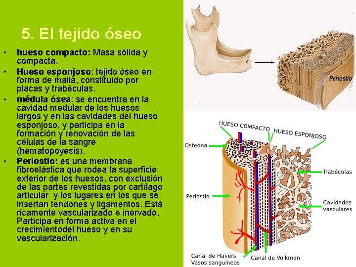 5. El tejido óseo • • hueso compacto: Masa sólida y compacta. Hueso esponjoso: