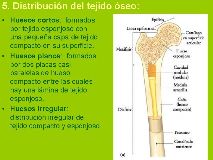 5. Distribución del tejido óseo: • Huesos cortos: formados por tejido esponjoso con una