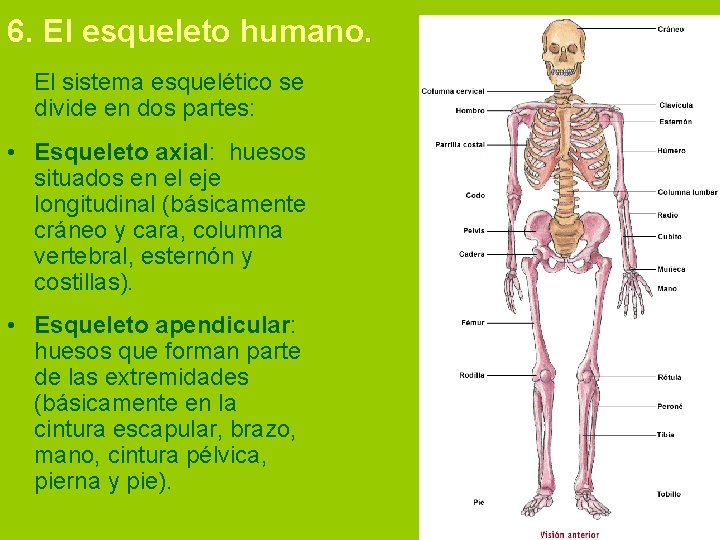 6. El esqueleto humano. El sistema esquelético se divide en dos partes: • Esqueleto