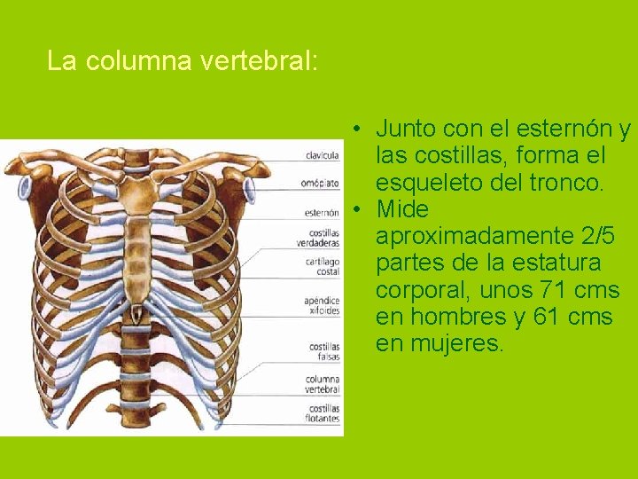 La columna vertebral: • Junto con el esternón y las costillas, forma el