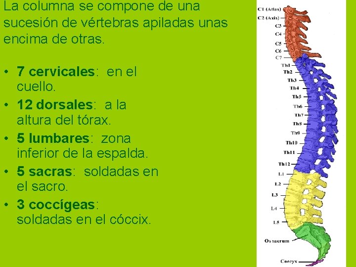 La columna se compone de una sucesión de vértebras apiladas unas encima de otras.