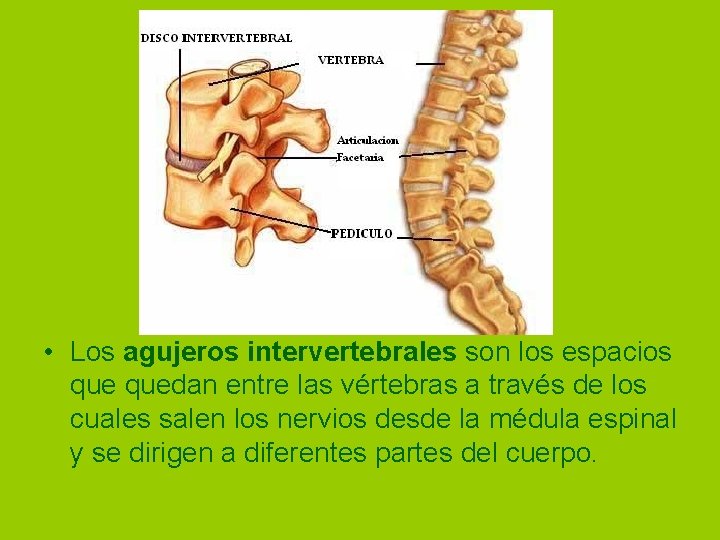  • Los agujeros intervertebrales son los espacios quedan entre las vértebras a través