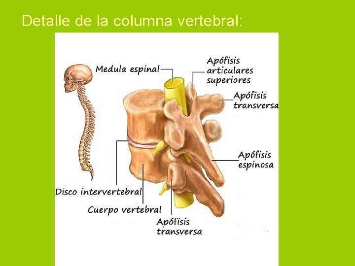 Detalle de la columna vertebral: 