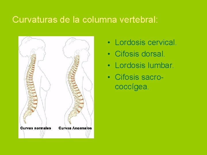 Curvaturas de la columna vertebral: • • Lordosis cervical. Cifosis dorsal. Lordosis lumbar. Cifosis