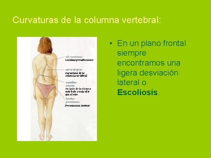 Curvaturas de la columna vertebral: • En un plano frontal siempre encontramos una ligera