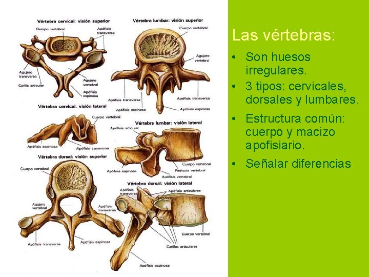 Las vértebras: • Son huesos irregulares. • 3 tipos: cervicales, dorsales y lumbares. •