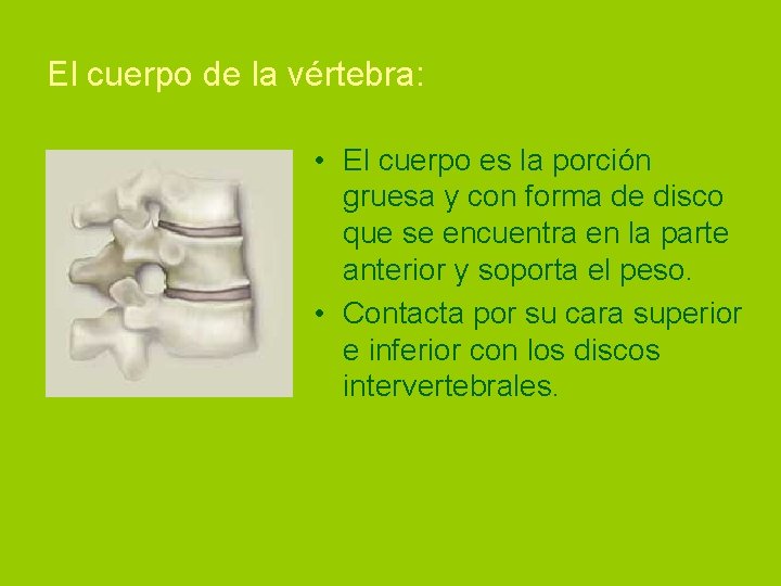 El cuerpo de la vértebra: • El cuerpo es la porción gruesa y con