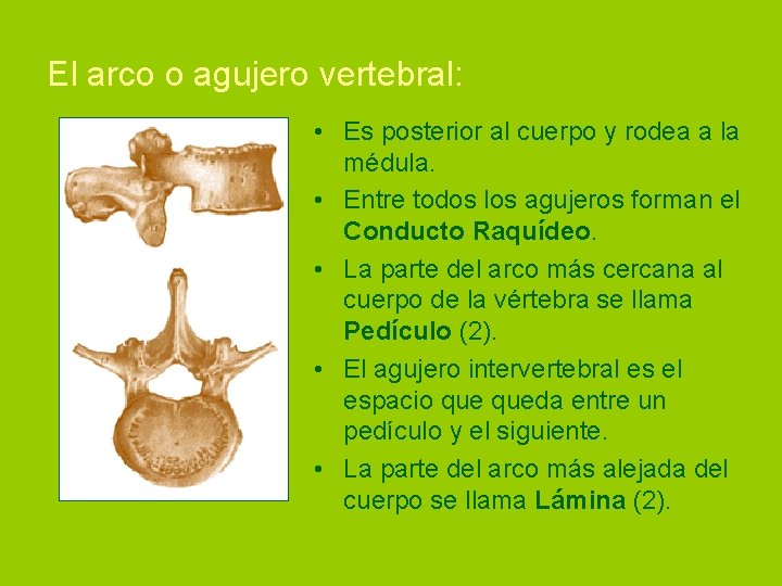 El arco o agujero vertebral: • Es posterior al cuerpo y rodea a la