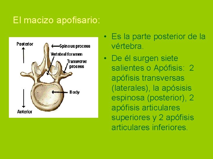 El macizo apofisario: • Es la parte posterior de la vértebra. • De él