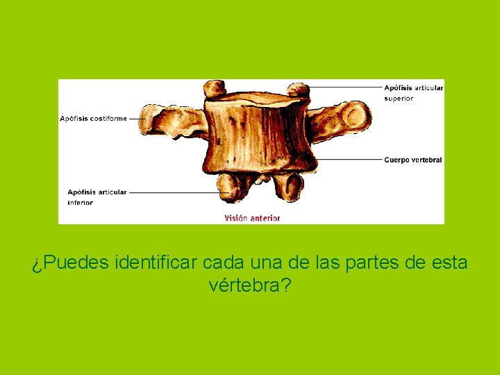 ¿Puedes identificar cada una de las partes de esta vértebra? 
