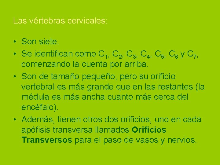 Las vértebras cervicales: • Son siete. • Se identifican como C 1, C 2,