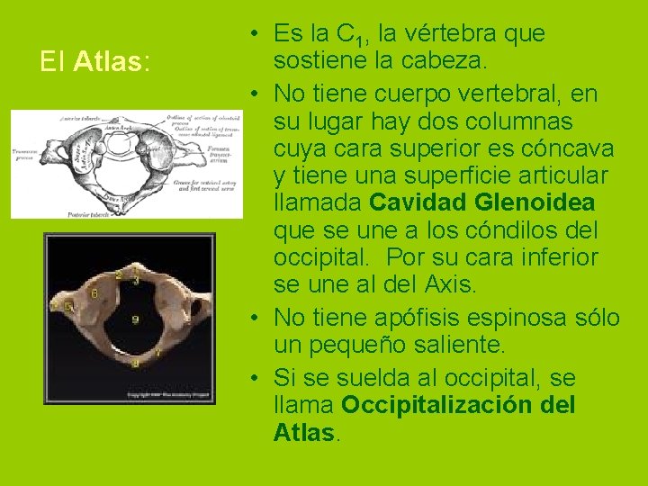 El Atlas: • Es la C 1, la vértebra que sostiene la cabeza. •