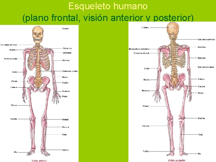 Esqueleto humano (plano frontal, visión anterior y posterior) 