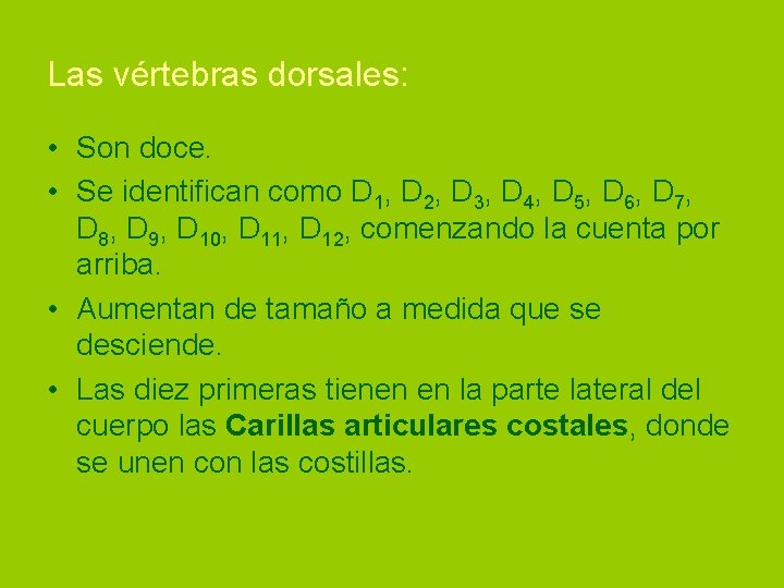 Las vértebras dorsales: • Son doce. • Se identifican como D 1, D 2,