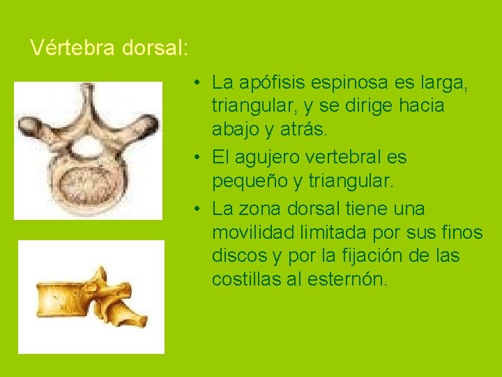 Vértebra dorsal: • La apófisis espinosa es larga, triangular, y se dirige hacia abajo