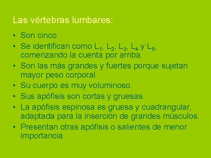 Las vértebras lumbares: • Son cinco. • Se identifican como L 1, L 2,