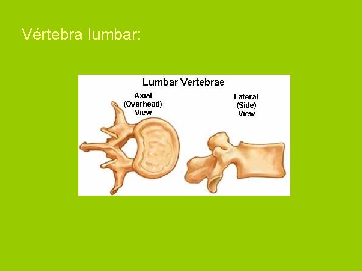Vértebra lumbar: 